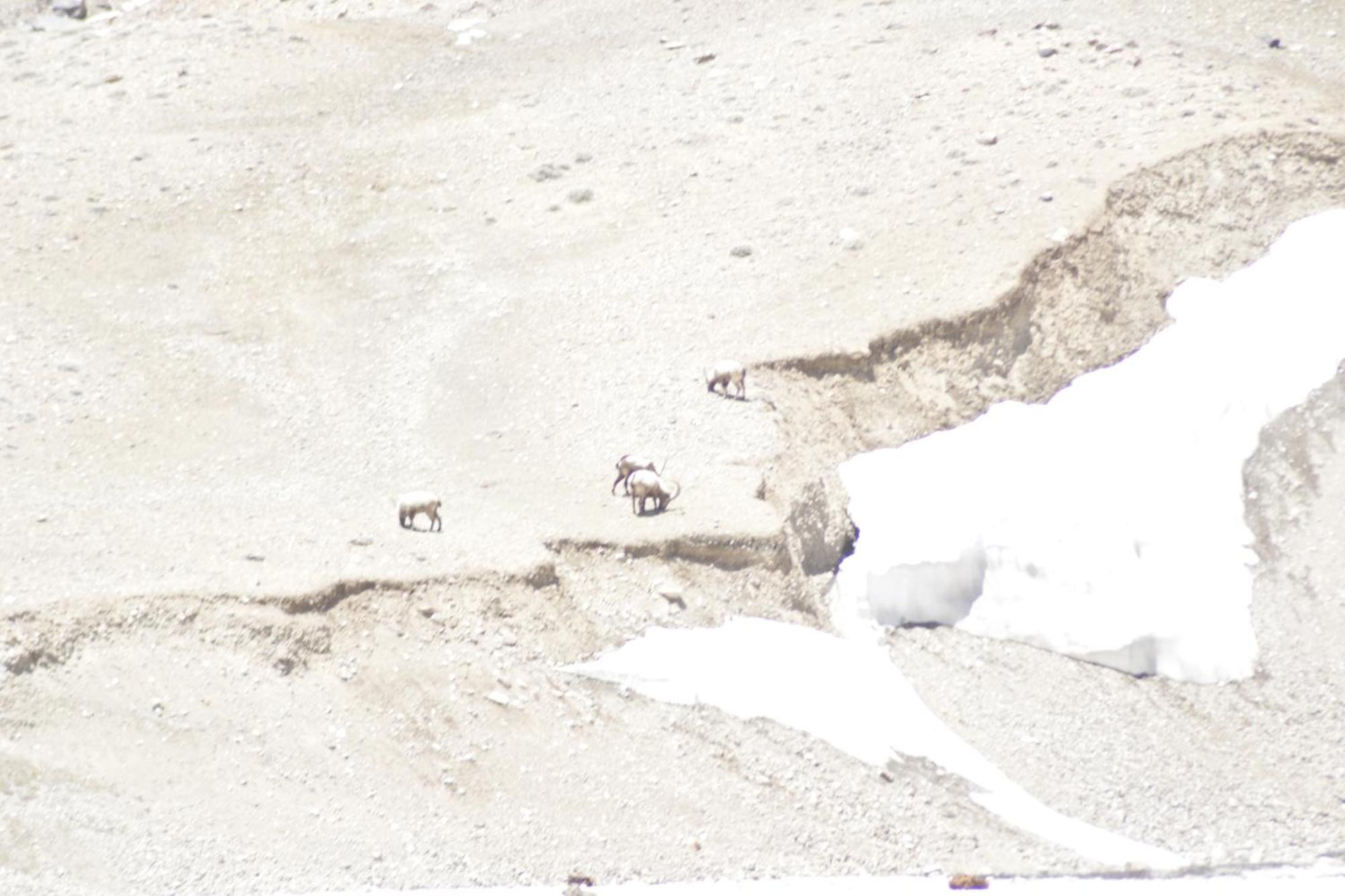 Hotel Himalayan Routes Camp Sarchu Sir Bhum Chun Exterior foto